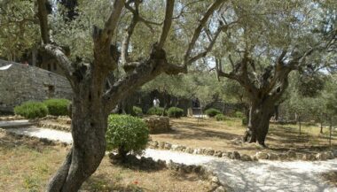 Oliviers d’Oujda : le maire s’explique sur son recul