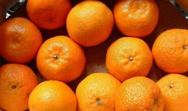 La campagne d'exportation d'agrumes vers la Russie démarre