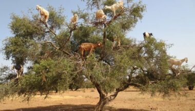 14 MDH pour le développement du chevreau de l'arganier de Haha