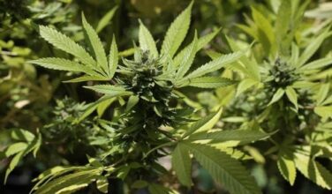 Washington, la capitale américaine, dit oui à la légalisation du cannabis