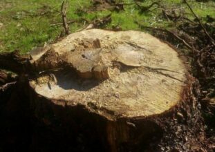 Indignation après l’arrachage d’une centaine d’arbres en forêt de Bouskoura
