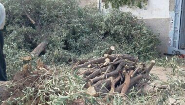 Pour sauver les oliviers d’Oujda, des citoyens s’organisent en association