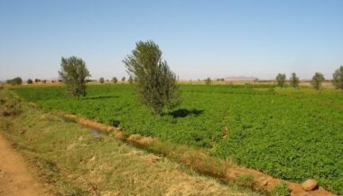 Le Maroc va dessaler l’eau de mer pour irriguer les orangers du Souss