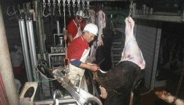 Un événement. La filière des viandes rouges se prépare à la libéralisation des abattoirs