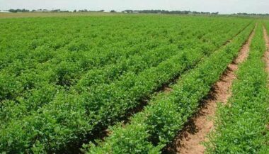 Usine de dessalement d’Agadir: l’AMI publié