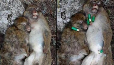 A Chaouen, on achève bien les macaques