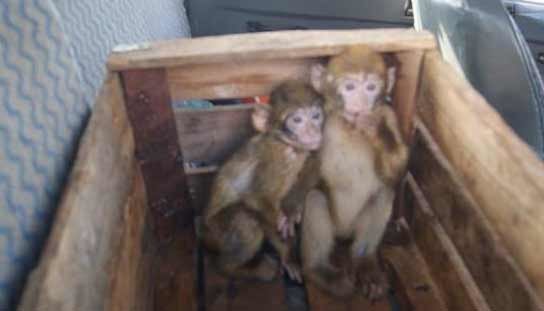 A Chaouen, on achève bien les macaques