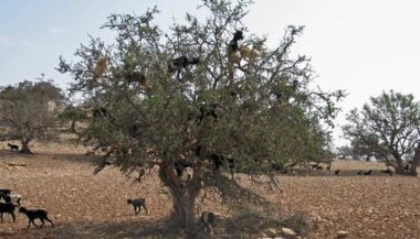Bientôt les énergies renouvelables dans les arganeraies