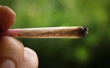 La résine de cannabis marocaine ne suscite plus l’engouement