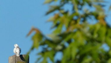 Le Maroc compte 480 espèces d'oiseaux sauvages