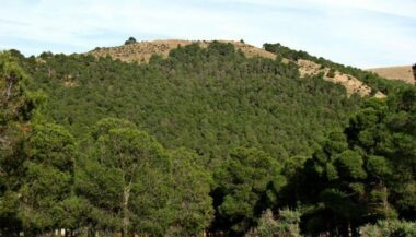 La BAD approuve 915 MDH pour le développement durable des zones forestières au Maroc