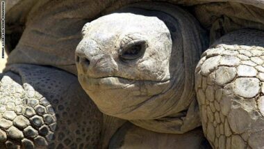 Mort de la tortue du roi Farouk à 270 ans