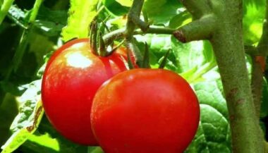 Le Maroc satisfait du nouveau système d’entrée des tomates sur le marché européen