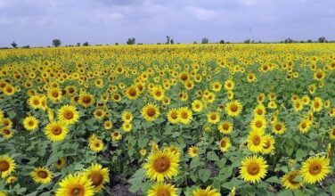 Un livre blanc sur le développement du secteur des oléagineux au Maroc