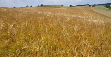 Crédit agricole Maroc: résultat et distribution de crédits en hausse