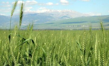 La production de blé au Maroc va diminuer fortement après 2030