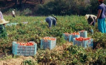 Fruits et légumes: 60% des exportations agricoles du Maroc