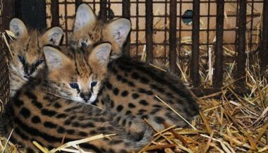 Zoo de Rabat. Naissance de plus de 40 bébés animaux depuis janvier