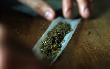 L'Europe produit de plus en plus de cannabis