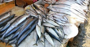 A l’approche du ramadan, les prix du poisson flambent