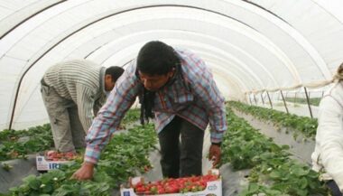 Agriculture: mesures gouvernementales pour préserver l'agrégation