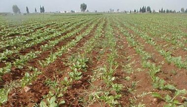 Campagne agricole record dans la région Doukkala-Abda