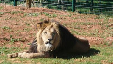 Le zoo de Rabat obtient le certificat d'excellence Tripadvisor