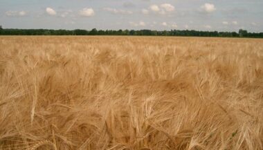 Doukkala-Abda: La production des céréales a atteint 16,7 Mqx