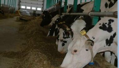 Sécurité sanitaire pendant l'Aïd. Les risques ne sont pas entièrement écartés