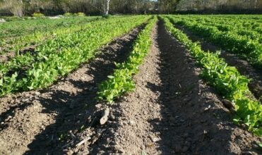 Au 1er semestre 2015, les performances encourageantes du Crédit Agricole