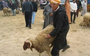 Aid Al Adha: une offre abondante, des prix encore volatils