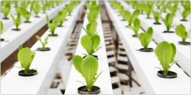 L’OCP innovation fund for agriculture lance un appel à projets