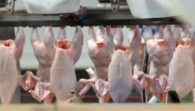 Plus de 11,5 tonnes de viande périmée détruites à Tanger et Larache