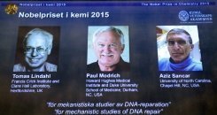 Le Nobel de chimie à Tomas Lindahl, Paul Modrich et Aziz Sancar pour des travaux sur l'ADN