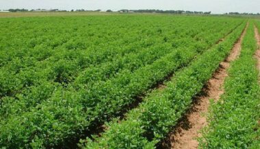 132 millions de dollars de la BAD en appui au Plan Maroc vert