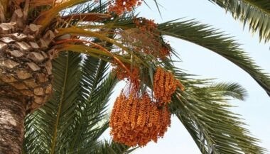 Sidattes 2015: Deux conventions pour développer la filière phoenicicole