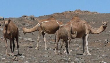 Mort de 18 dromadaires dans un accident à Bouizakarne