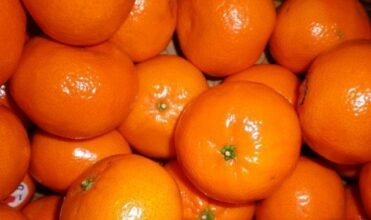Le Maroc prépare le démarrage de la campagne d'exportation d'agrumes vers la Russie