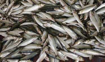 Le Maroc participe pour la 1ère fois au salon &ldquo;Seafex&rdquo; à Dubai