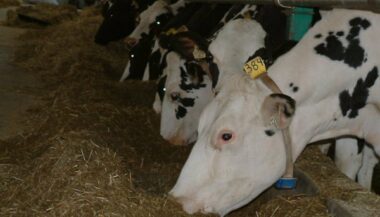 Des cas de fièvre aphteuse à Sidi Bennour