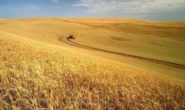 Pluies tardives au Maroc: les céréaliculteurs s’installent dans la perspective d'une campagne moyenne