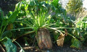 L’équation Cosumar dans la suppression de la subvention du sucre