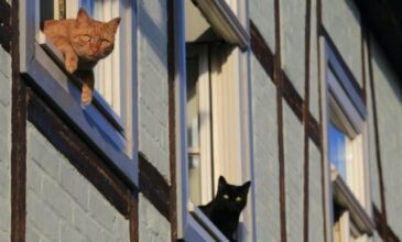 Belgique: les chatons envahissent le net pendant les opérations antiterroristes