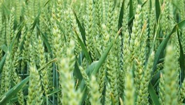 Région TTAH: Plus de 319.000 ha emblavés en céréales