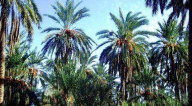 Palmier dattier: Lancement de la certification des vitroplants