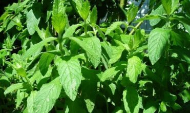 La menthe fraîche marocaine inquiète l’Union européenne