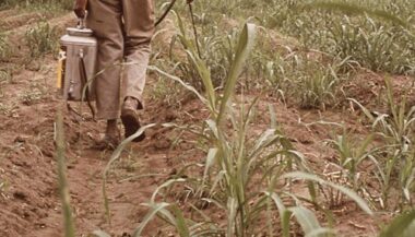 Pesticides obsolètes: déclaration des stocks avant le 31 décembre