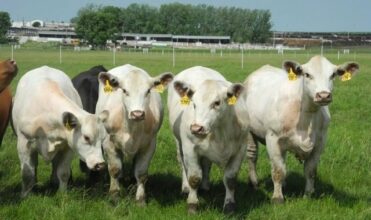 Une usine chinoise va cloner un million de vaches par an