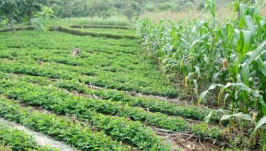 132 M$ de la BAD en appui au Plan Maroc Vert