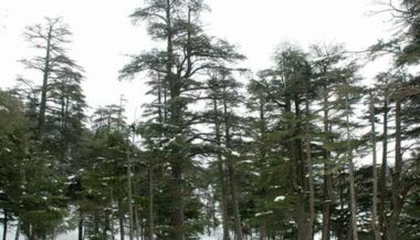 Réchauffement climatique: le cèdre marocain est menacé